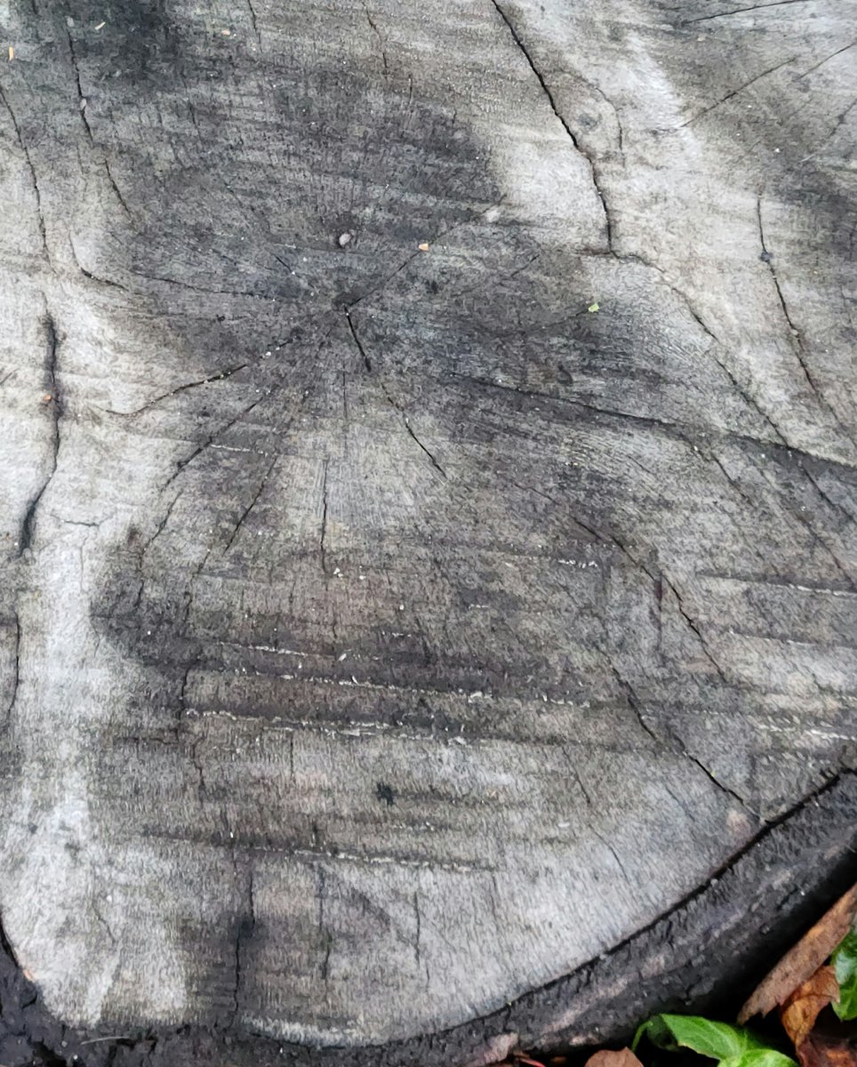 thatgirlprin1's tweet photo. I wonder if he's doing #mowvember this year?
What do you think @maryfrancesness ?
#pareidolia #photography #photo https://t.co/WAUTrodRQS