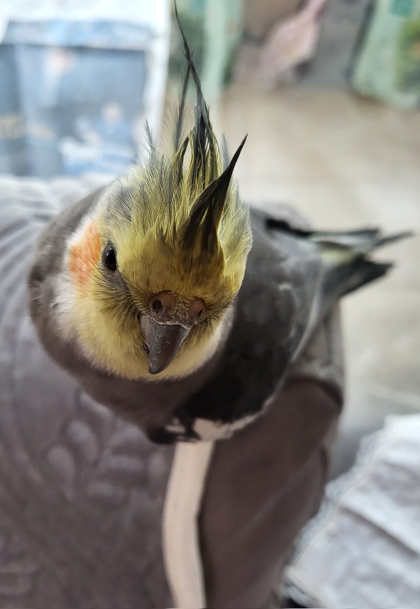 목욕 후 앞머리 젖은 앵무