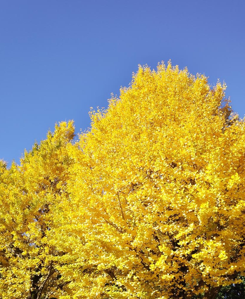 おはようございます。
今日はあいにくの天気ですが、紅葉の美しい季節となりました。
慌ただしい師走がもうすぐ始まります。
本日は土曜特売日、アウトレット玉子をご用意しておりますので、よろしくお願い致します。
＃玉子焼
#玉栄本日営業中
