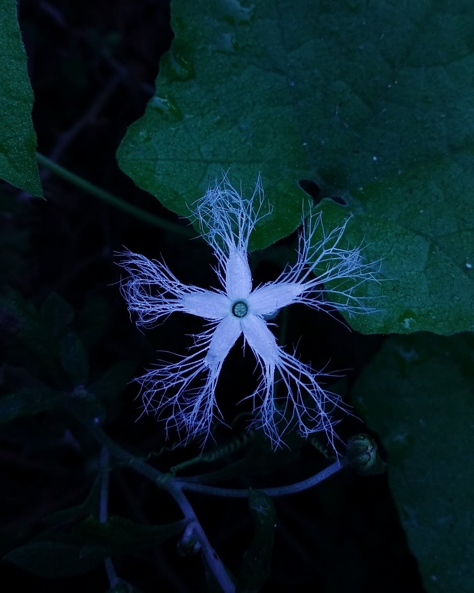 sidduM85897559's tweet photo. Different flower in the world 🌼📸 https://t.co/p72ZDIpjUb