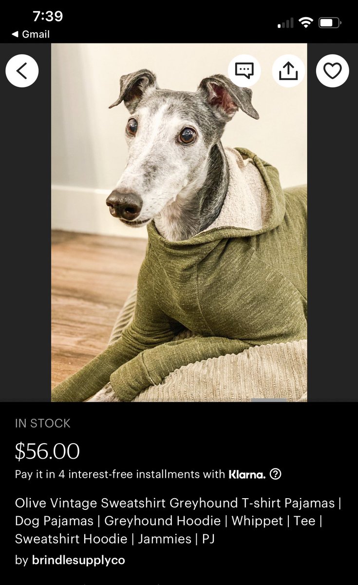 emocantina's tweet photo. I’m obsessed with greyhounds at the moment and teared up over these pics in an Etsy shop https://t.co/KUWC7dupLU