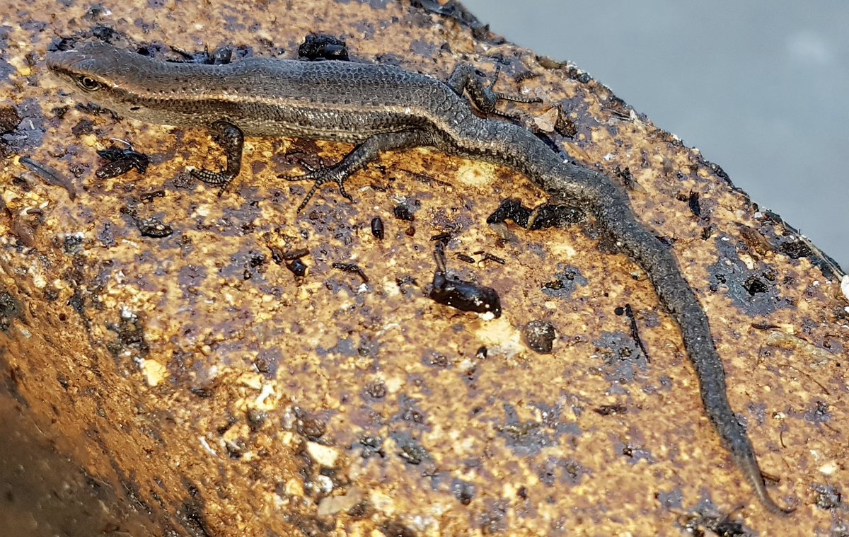 Recently @Acanthoplus, I & others published an unusual observation of scoliosis in a skink. We received this picture from Nick Diggles of a Garden Skink Lampropholis guichenoti in Brisbane with the same condition. You can read more about our research here: onlinelibrary.wiley.com/doi/full/10.11…