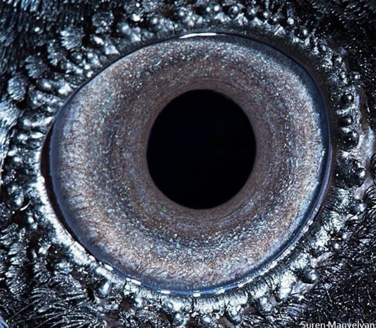 Up-close of a raven’s eye! 🤯🤯🤯