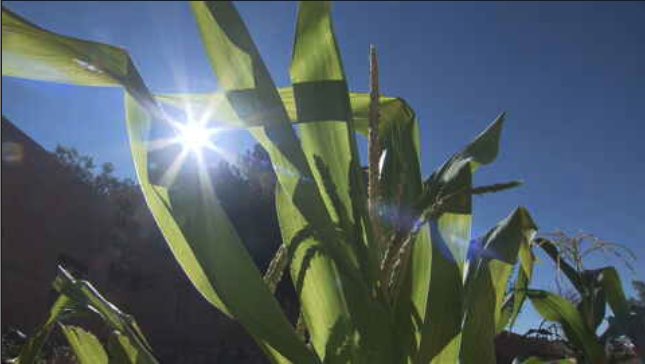 All around campus grow corn stalks like this one. Student Alexis Vigil (Pueblo of Jemez) told us that each one represents a Native kid who suffered or died here and was “never able to return home.” Alexis told @ahylton26: “Each corn that grows is a kid that is flourishing.”