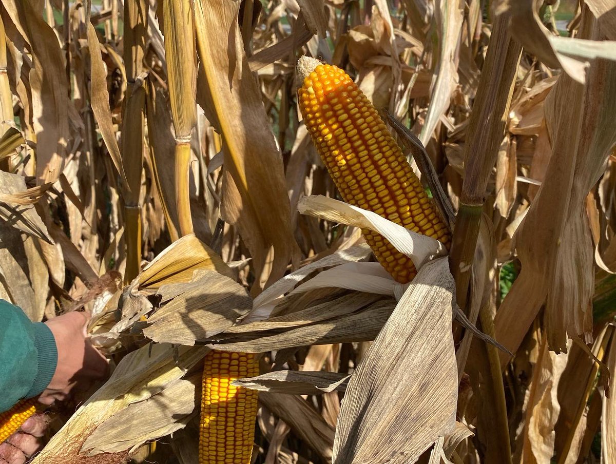GbmGenetics's tweet photo. Some fall harvest photos: Our co-owner Garrett out taking some final notes in our corn hybrid research plot before harvest #corn #hybridcorn #harvest22 #harvest2022 #cornresearch #agriculture #AgTwitter https://t.co/ZBLvVgSqyp