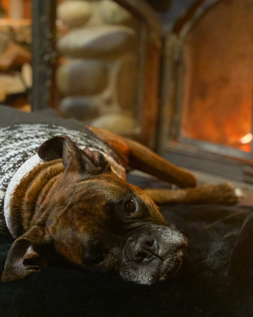 We hope you had a very Happy Thanksgiving with Family &amp; Friends! With love— Kass 🐶 &amp; the IRW Wine Family! 🍁🥂🔥 

#IcicleRidgeWinery #LogHomeFireplace #HappyThanksgiving #WineFamily #WineFriends  #FiresideFriday #WinePupKass #WinterSweater #Peshastin #Leavenworth #WaWine