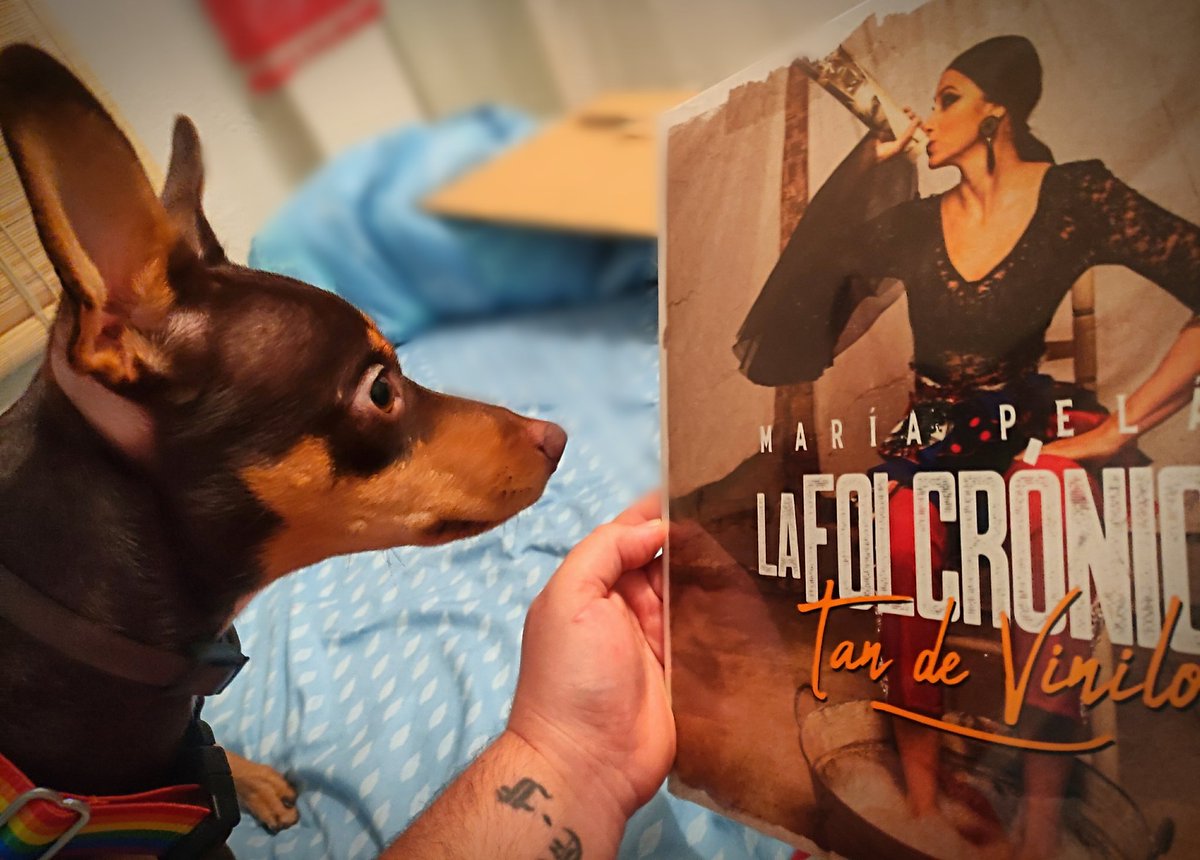 Vega3091's tweet photo. Baloo también es Folcrónico!!!! Y después de un largo día de trabajo, el mejor regalo!!!! @MariaPelaeMusic #TandeVinilo #lafolcronica #mariapelae #vinilo https://t.co/rTWC6B38ao