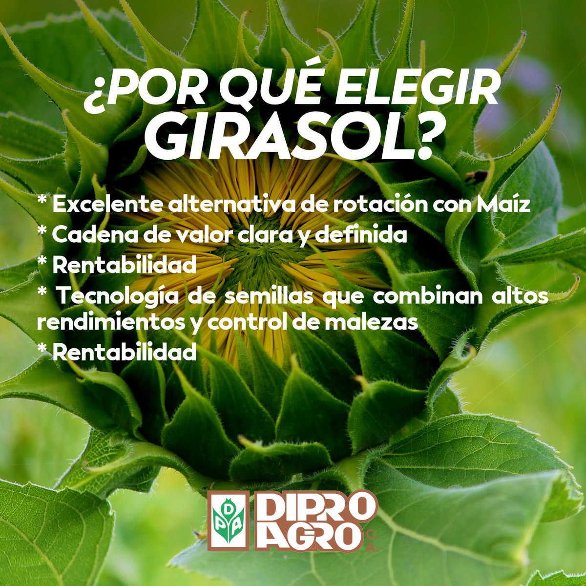 🌻 En 𝗗𝗜𝗣𝗥𝗢𝗔𝗚𝗥𝗢 🌿 tenemos los mejores híbridos de #Girasol adaptados a las diferentes regiones productivas venezolanas
Conozca las opciones para potenciar su cultivo de #Girasol
Contactenos para más información

#Agricultura #Agro #Campo