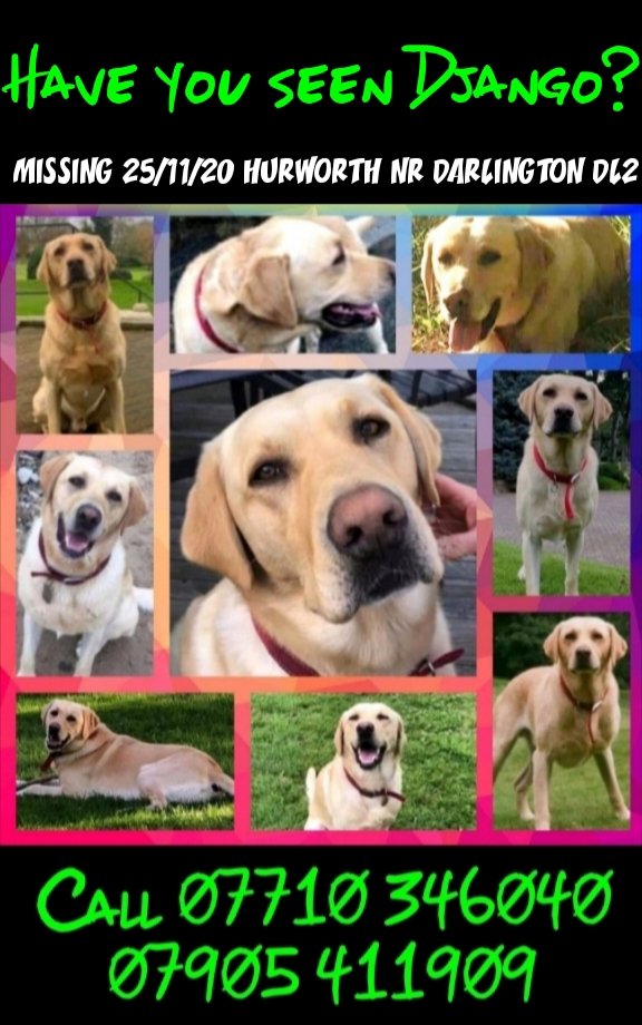 rejannealb's tweet photo. @MissingPetsGB @LaikaTwat #findDjango https://t.co/o8mXNnTEWQ