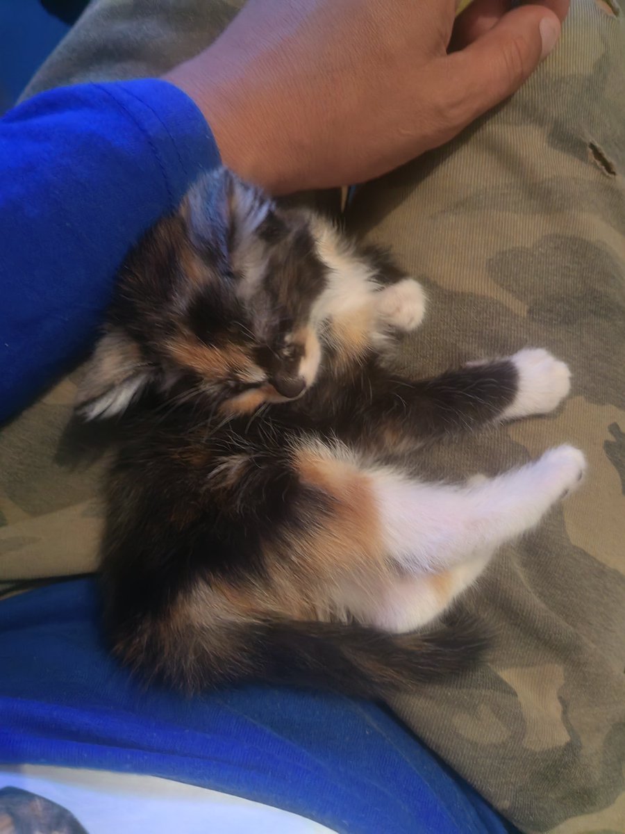 We are giving away 5 kittens but then this happens 😭😭😭 she's staying, sorry.