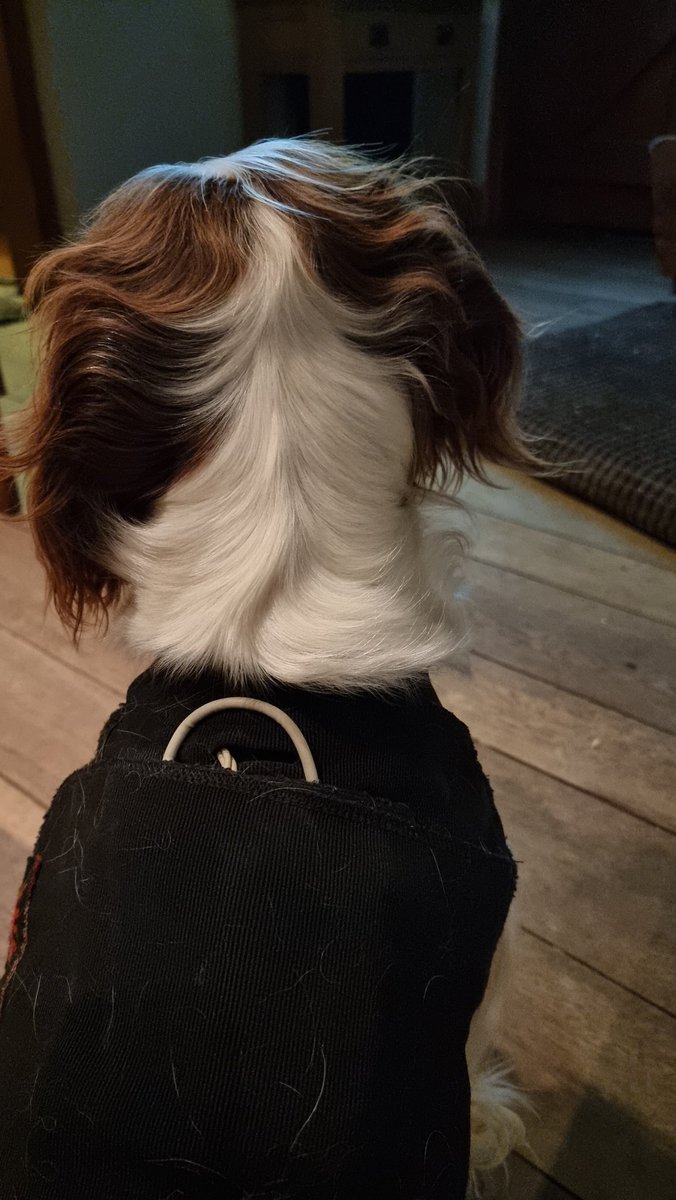 So it turns out doggy cardiology is a thing with all the expected tests. Rosie rocking her 24 hour tape. #spanielpicoftheday