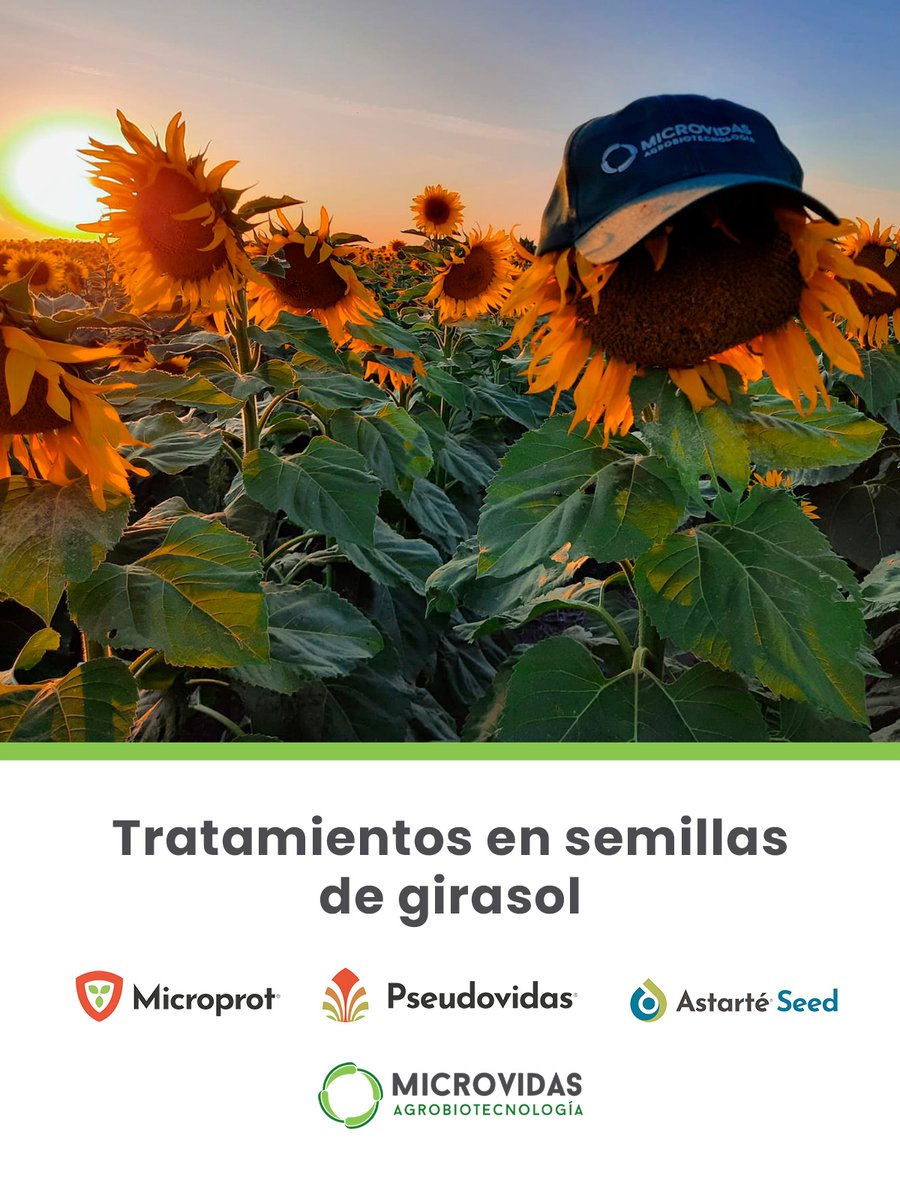 Microvidas tweet media