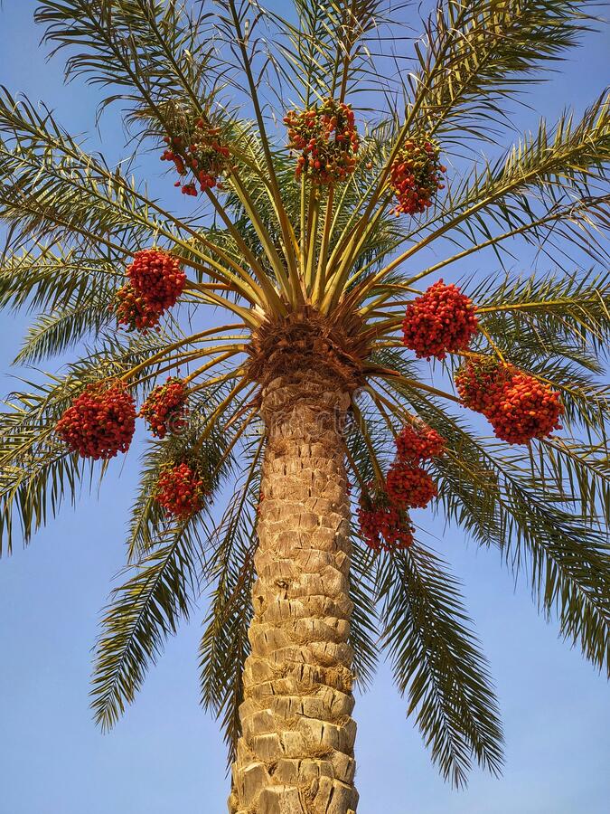 oldeuropeanculture on Twitter "These are Zaghloul, or red dates, with