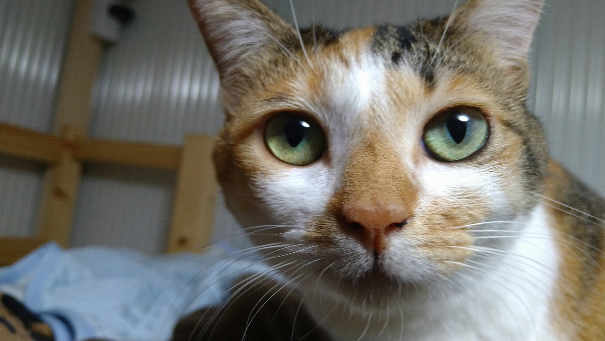 稲毛海浜公園プール Twitter Search Twitter