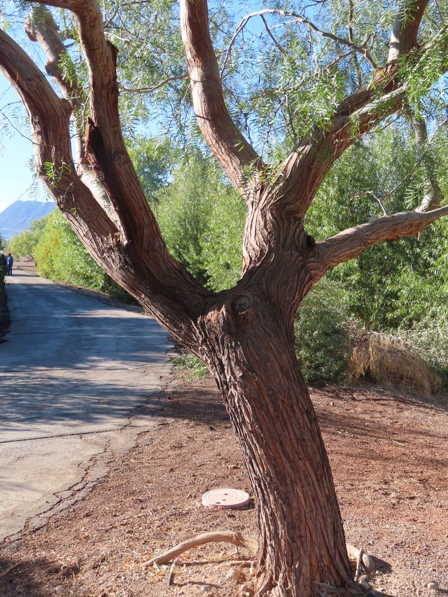 What I call a hairy tree and two others that speak to me