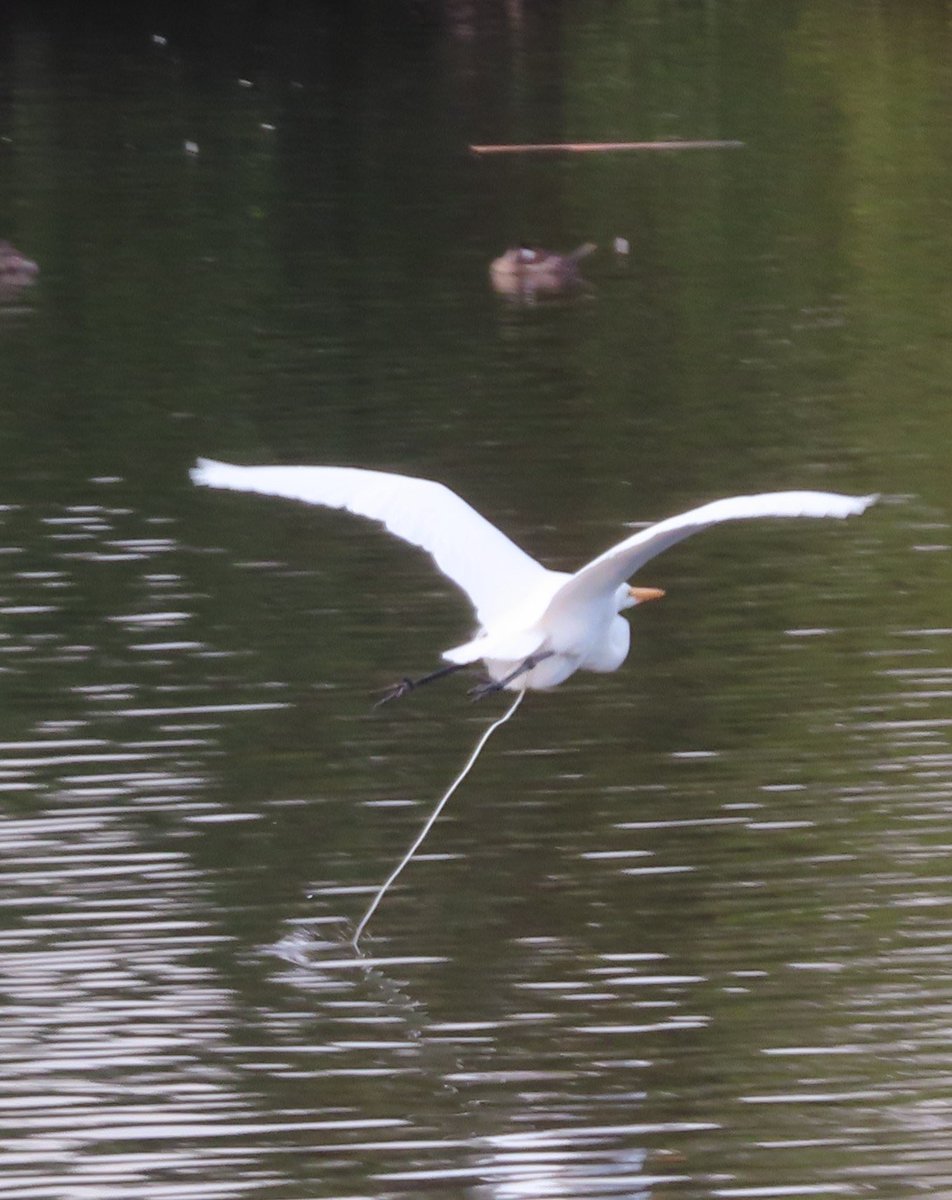 So glad i wasn’t under this Egret. 😳