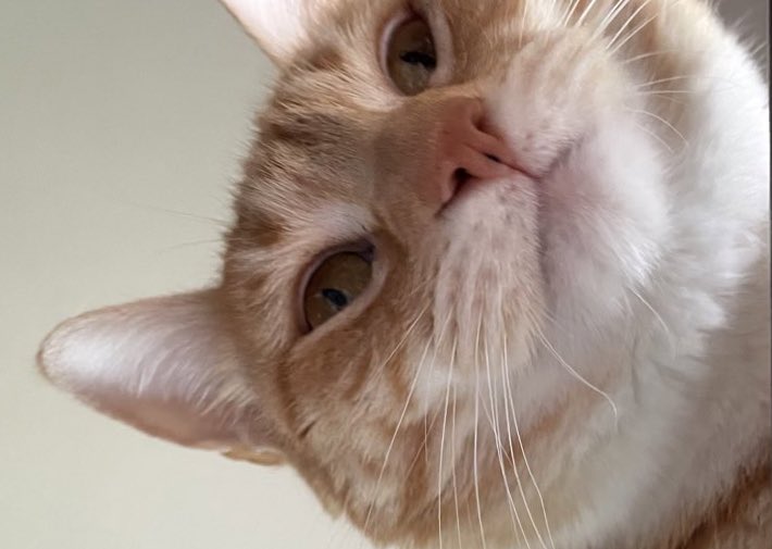 JortsTheCat's tweet photo. Oh hi, remember how great you felt when you fed me little tender bites of turkey? Great news, you could be that happy again https://t.co/D0tVrWwruE