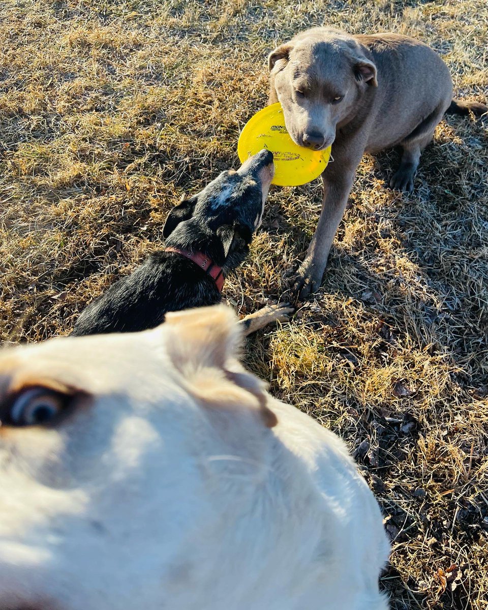 dawn tush tweet media