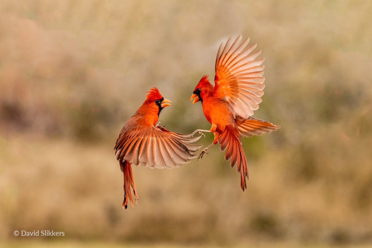 Share the View Photo Contest tweet media