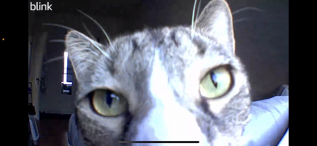 NeilThivalapill's tweet photo. Ivan has figured out he’s being watched https://t.co/KNZW9pEO7k