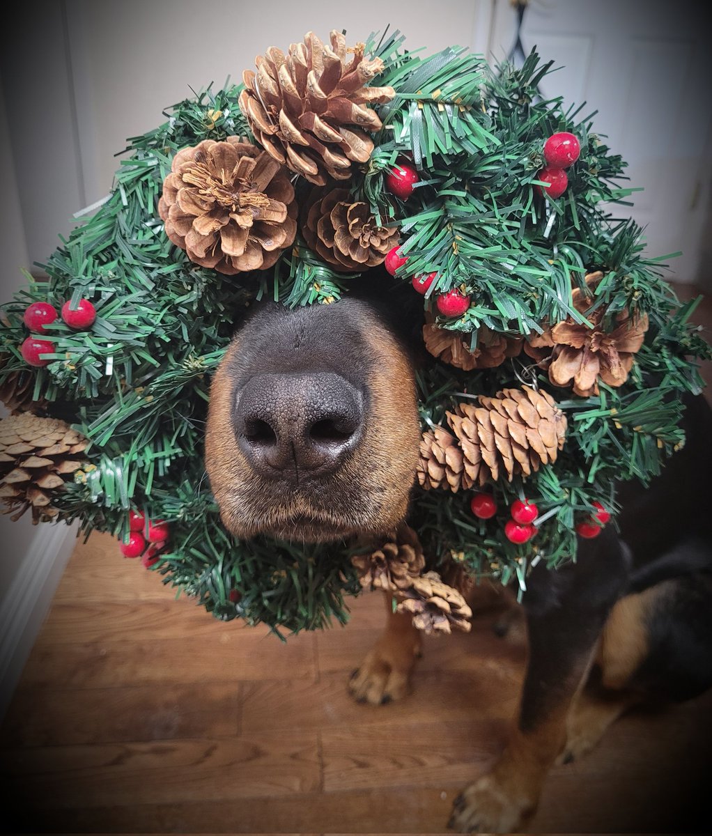 Remember...he "nose" when you are sleeping. 
He "nose" when you open the fridge door.

#DogsofTwitter