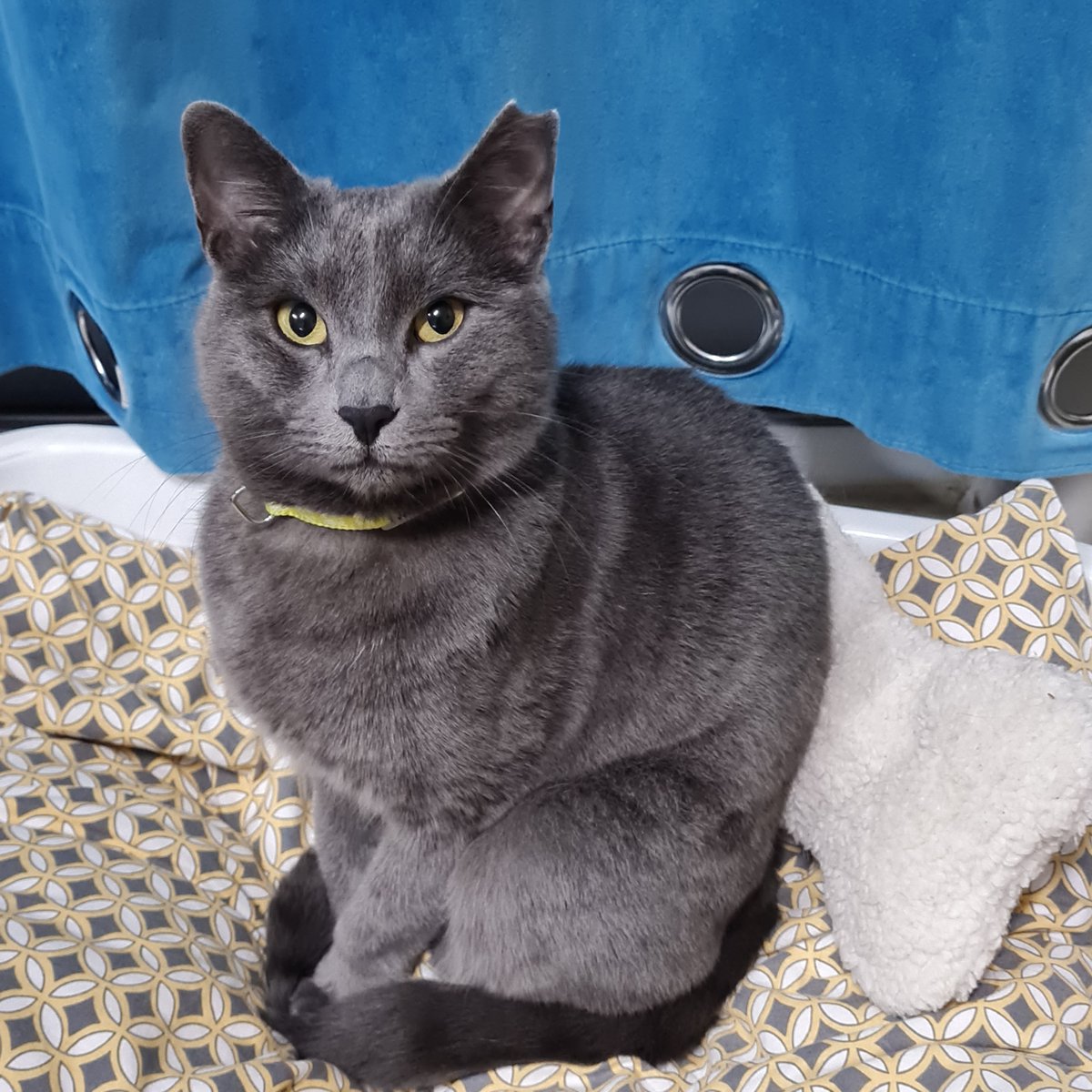 Usluyum kuyruğumu altıma alıp otururum. İndirimde yaş mamik çok aldı annem.