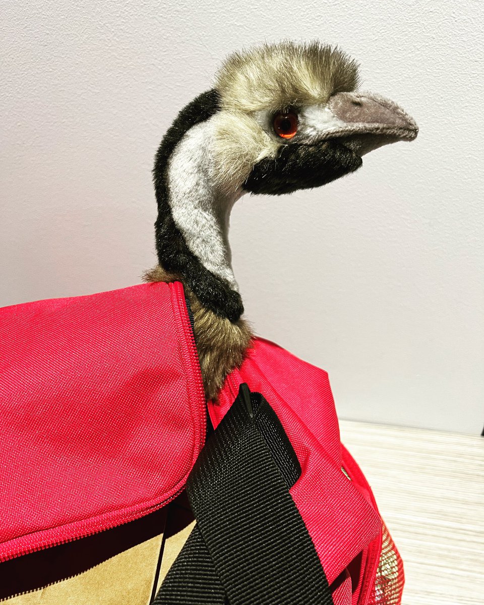 Candice Fox (@candicefoxbooks) on Twitter photo 