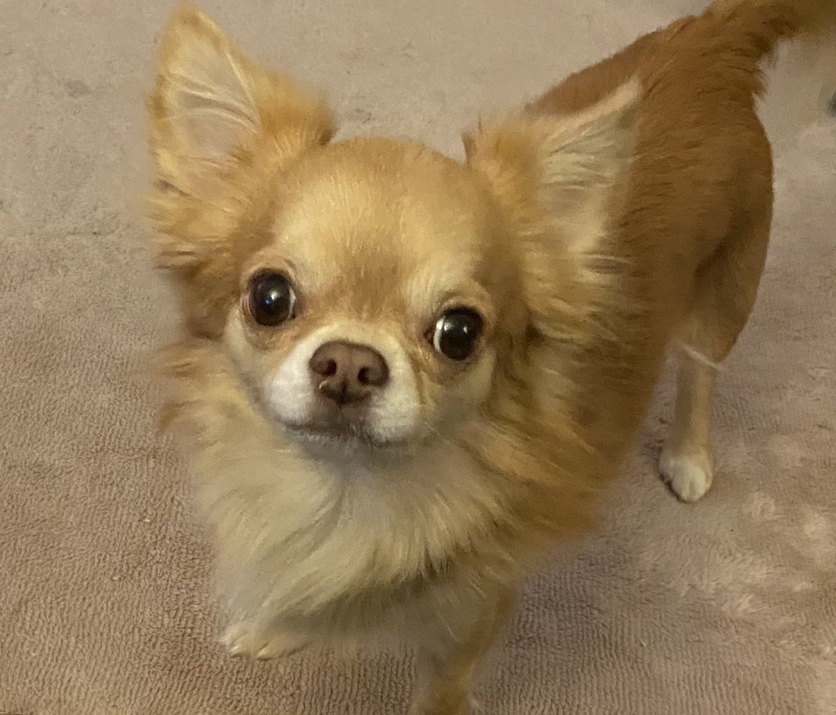 misty_horizons's tweet photo. he says hi :3 🥰 https://t.co/ejZSebn9qf