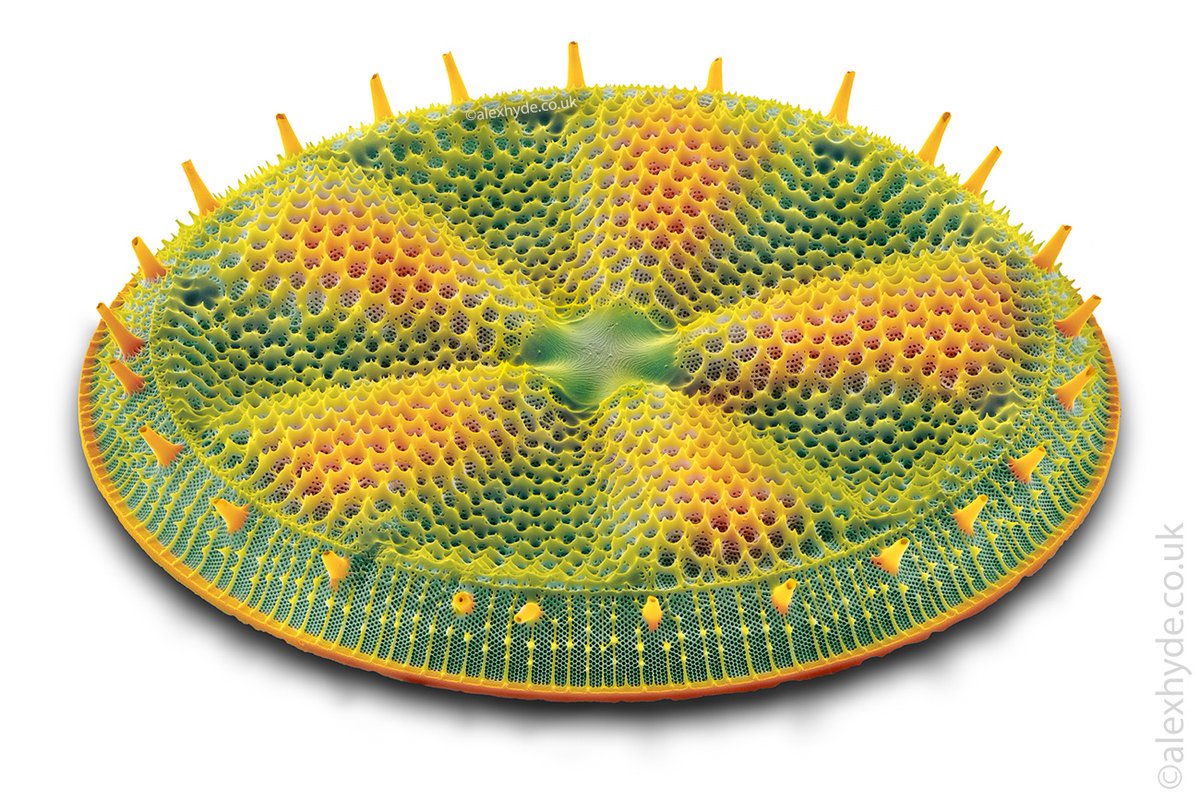 alexhydephoto's tweet photo. A fossil marine #diatom, Actinoptychus heliopelta. I imaged this yesterday on a scanning electron microscope. Size in real life 0.16mm across! The jolly colours were added in post to highlight various features, the initial image was greyscale. #scanningelectronmicroscopy #algae https://t.co/Qz1uZr1FnR
