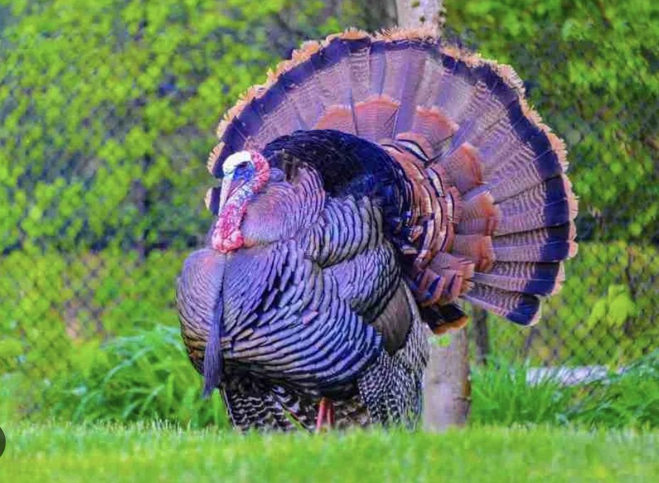 performhigh303's tweet photo. Happy Thanksgiving, everyone! A turkey in Performance High colors... what a blessing! 😂😁😎 https://t.co/rK4egxlcwe