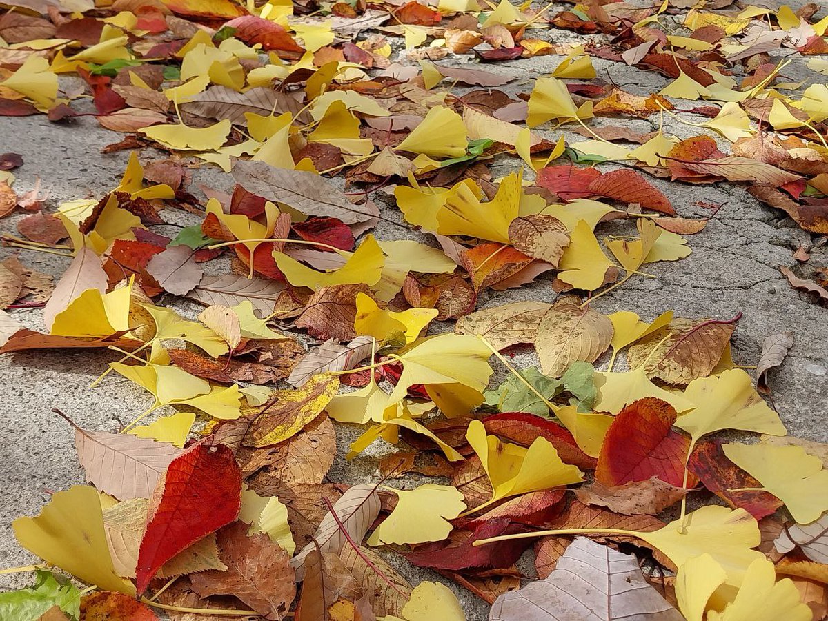 낙엽이 하는 말
나는 최선을 다하였노라
푸르게 무성했던 지난 날들
열매가 익을때까지
끝까지 기다려 주고
이제 낙엽이되어
자신을 거름으로 다시 바치는
아름다운 낙엽...

youtu.be/pec3n5SgTOE

#낙엽 #최선 #열매 #비료 #거름 #사랑 #희생
#돌나라 #doalnara #pd수첩 #jtbc뉴스룸 #가을