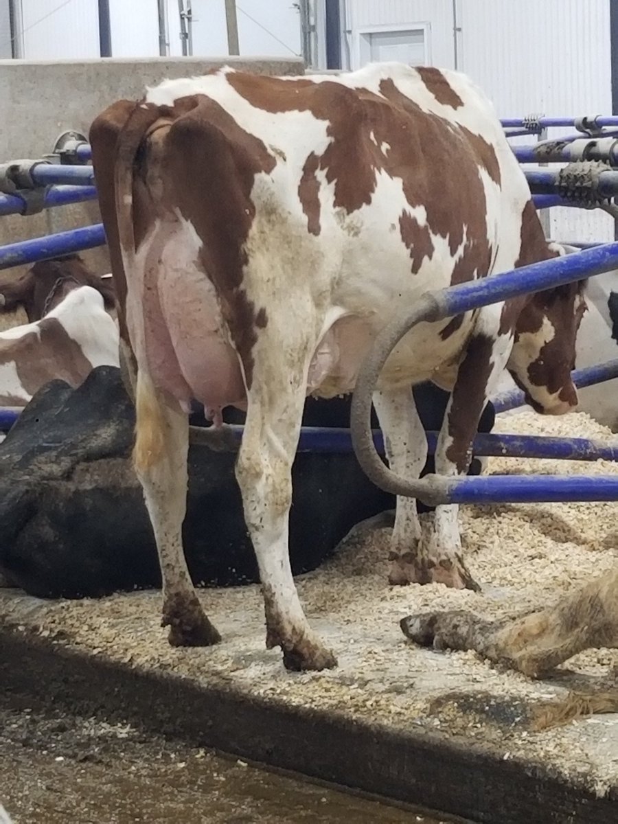 MScottMacDonald's tweet photo. Apple-Crisp 2nd calf now VG-87! https://t.co/GVLwRctcFq