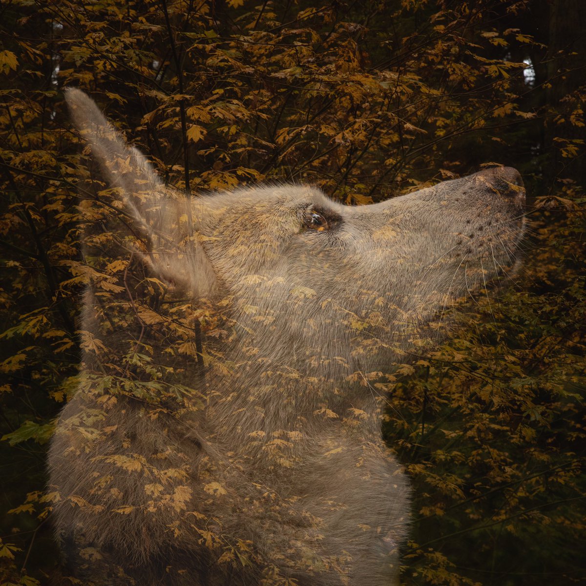 THANK DOG ITS FRIDAY!  Enjoy the weekend everyone 🎉

#dogs #husky #siberianhusky #dogsoftwitter #dogtwitter #dogsofinstagram #fridayvibes #tgif