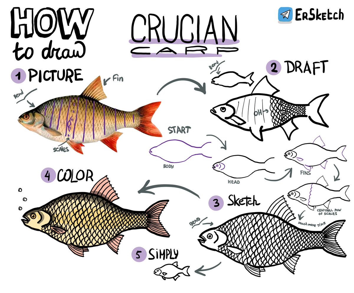#HowToDraw

Drawing crucian carp is a long meditative process that requires full concentration.

First of all you need to draw the body, and then slowly paint it over with scales.

We also need to draw fins. But after the scales, it's not a problem at all.