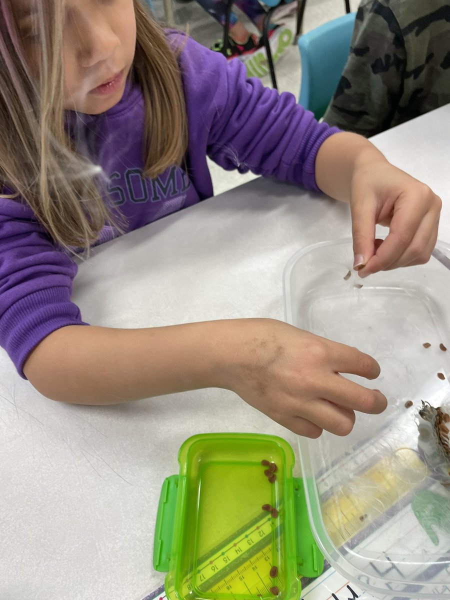 mrsdebertin's tweet photo. This fall Holly from @Meduxnekeag “when you think it’s too late to plant milkweed seeds, that’s the time to do it”. Today we planted! #coldstratification #milkweed @CentrevilleSch https://t.co/JthfpSQppd