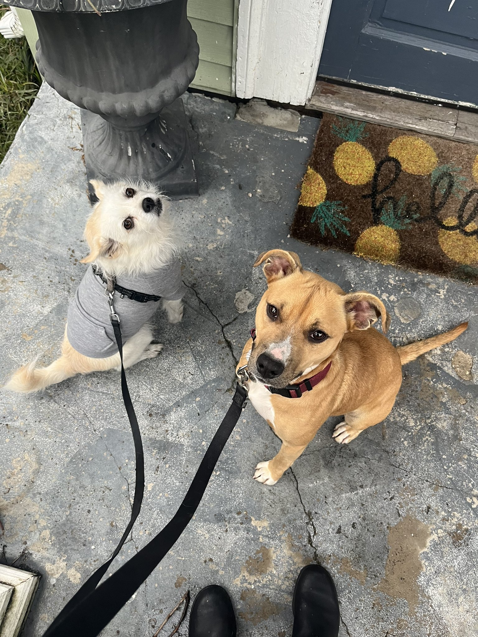 Brandy Jensen on Twitter "introductions https//t.co/pGEFAJ1JY1" / Twitter