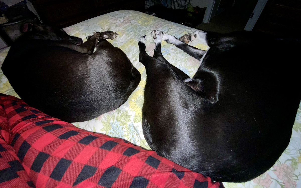 KingServiceDog's tweet photo. Happy belated Thanksgiving furiends!Yesterday Abby &amp; I had chicken, carrots, cheese, and kibble for dinner. We had a great car ride and met some nice people. When we got home mommy gave us a treat and we passed out and slept really good.🐶💤🐶💤 https://t.co/2ZyixdnNfx