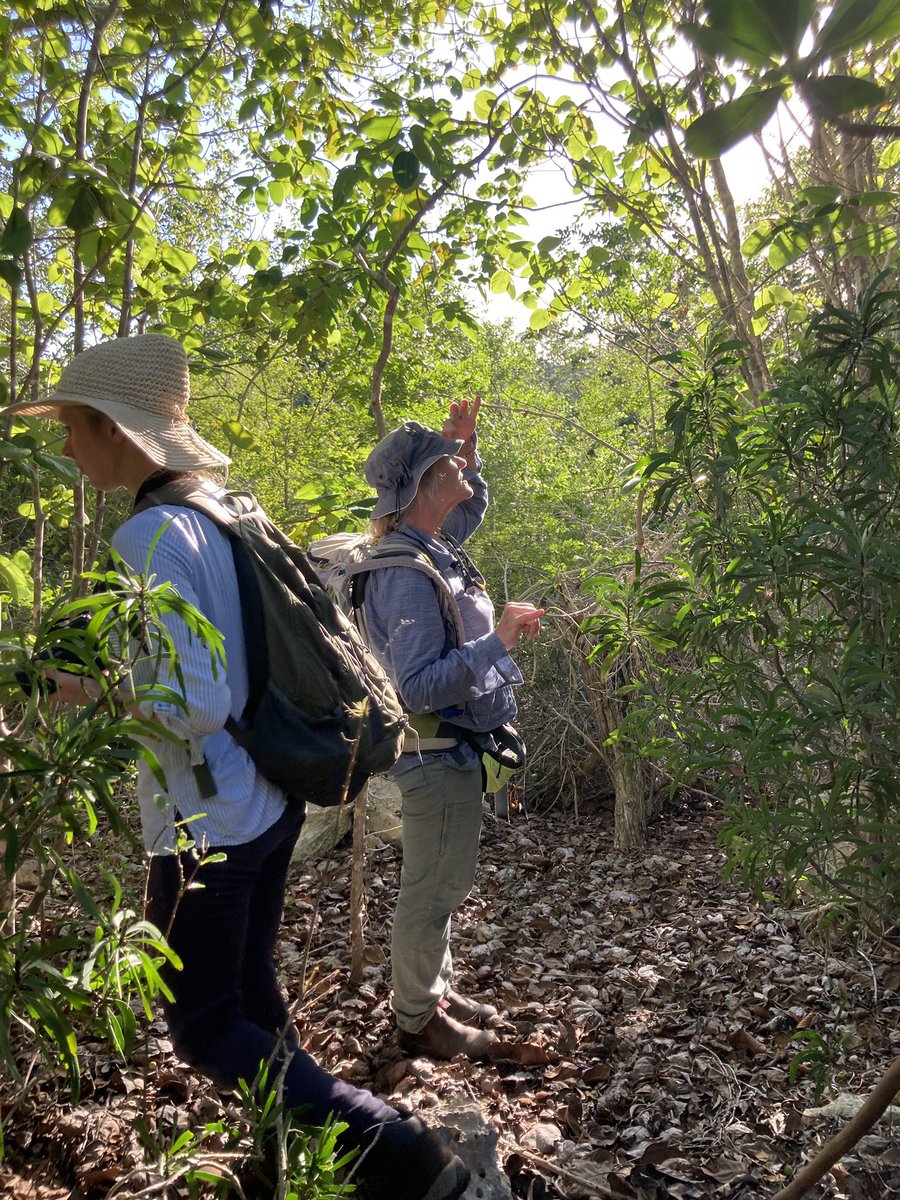 Ecolog3stDutz's tweet photo. Quote of the day while working on the @Darwin_Defra #DPlus114 “Oh my God, that’s a Pseudophoenix!” (Pseudophoenix sargentii) It was a large one @KewScience @KewUKOTs #TIPAs https://t.co/8SRVsfKjPN