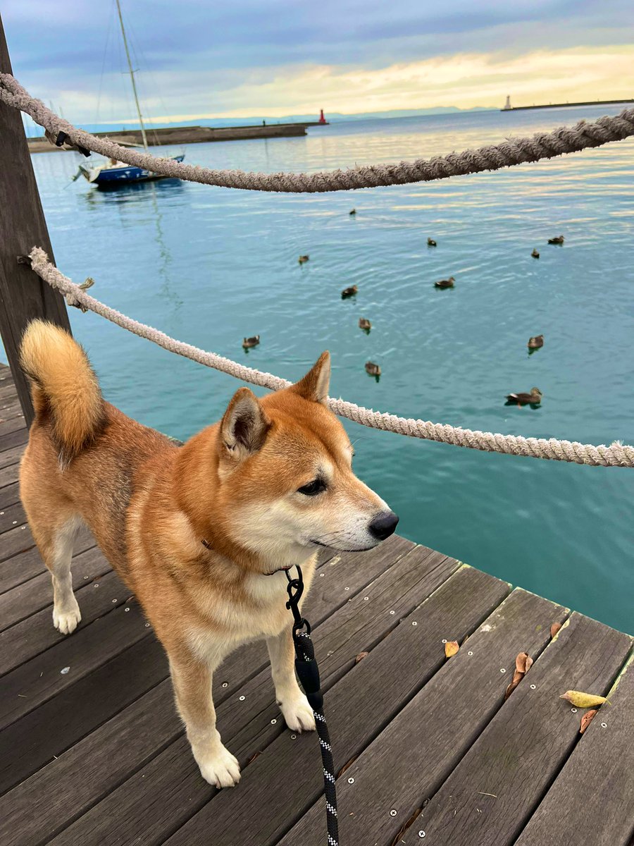 #カルガモ #鳥 
#柴犬 #犬 #愛犬 #dogs

カルガモくんたち　おはよう！ https://t.co/524bTCJ4sU