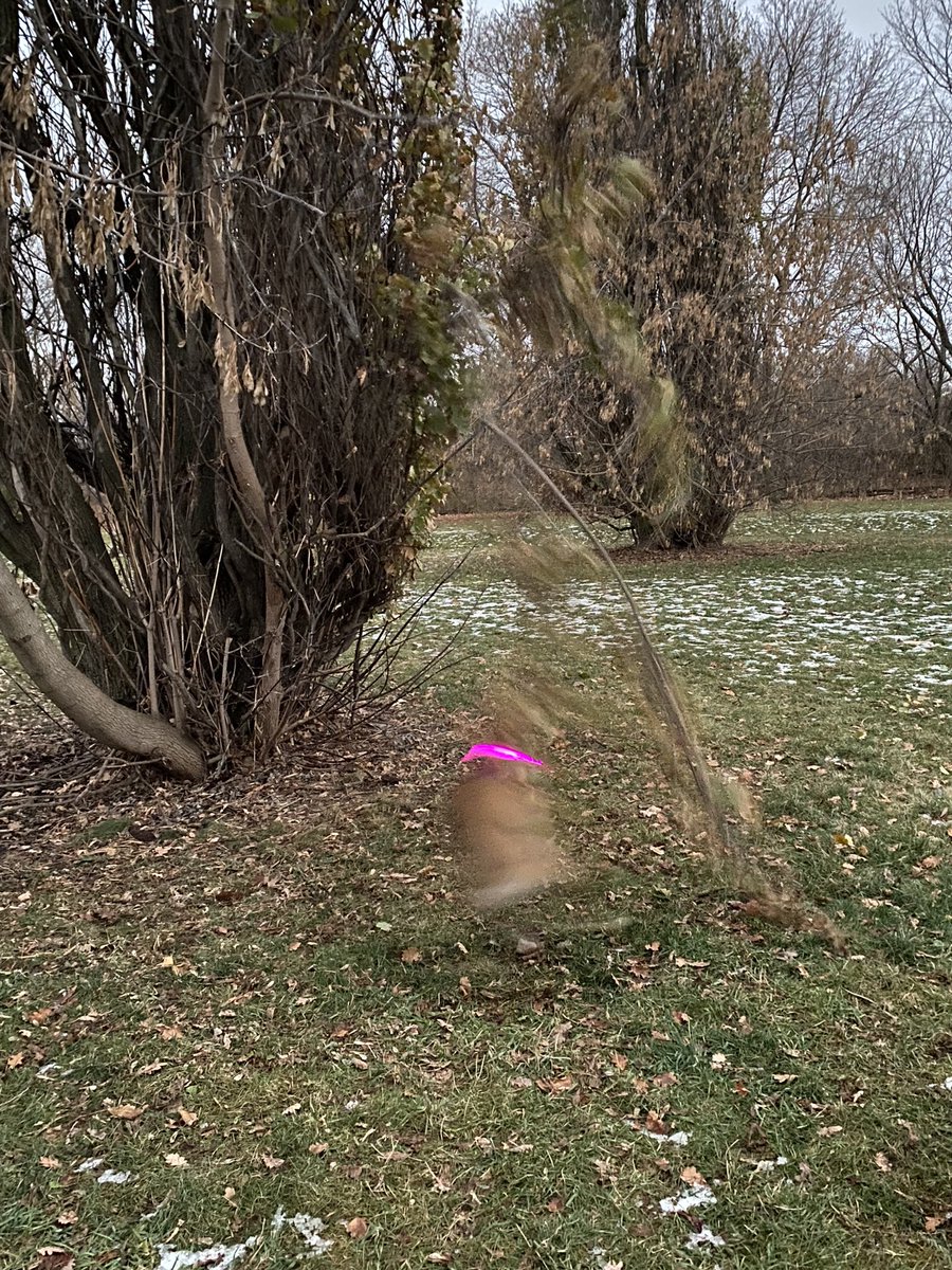 jghndrsn's tweet photo. Cora has discovered - with much enthusiasm - that sticks come from trees.
#NewEdinburgh #StanleyPark #WeRateDogs #Potcake #EOPR #Ottawa https://t.co/F0dtysSoxc