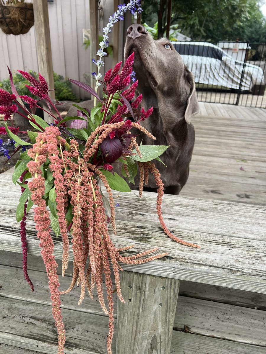 SullySlvrLabTX's tweet photo. Smelling the last of the summer flowers here in SE Texas. Now just broccoli, cauliflower, and onions— https://t.co/EsGtC8LsrO