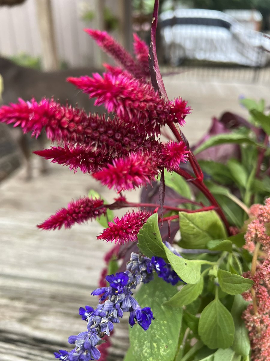 SullySlvrLabTX's tweet photo. Smelling the last of the summer flowers here in SE Texas. Now just broccoli, cauliflower, and onions— https://t.co/EsGtC8LsrO