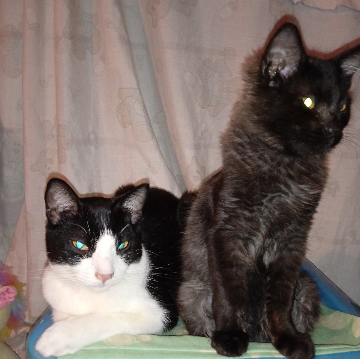 Sigo trabajando te garantizo el mejor servicio,nos quedamos sin croquetas  y mis cuentas están suspendidos seguiré luchando por mis pequeños rescatados y todos los que alimento en las calles,se viene día de reyes mis niños  se quedaran sin regalo <a href="/RecomiScort2/">🇲🇽RECOMISCORT🏆</a> 
<a href="/Luiz_Garfiel/">🔥Luiz Garfi</a>