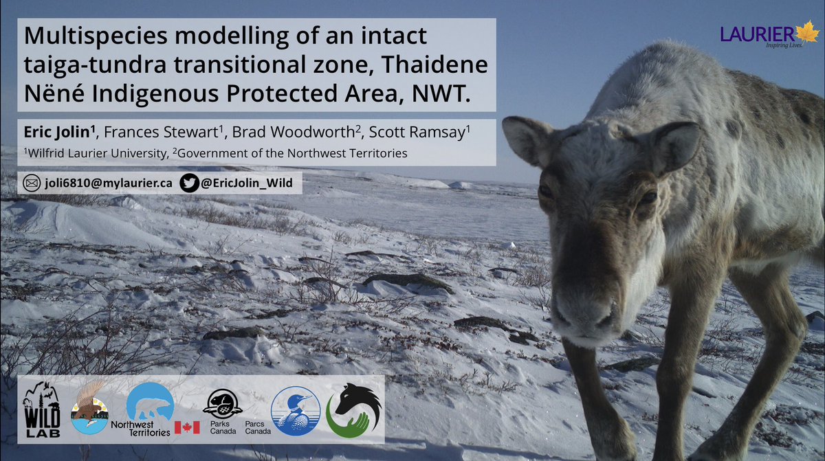 EricJolin_Wild's tweet photo. Honoured to have been chosen out of so many great talks at @ECR_WLU Cold Regions Research Conference, although camera trap photos most definitely give you a leg up #WILDlab https://t.co/3hNhW4zzoF