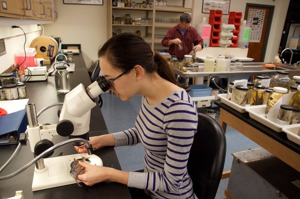 📢Job Alert: Fish/Herp Collection Manager position at the Cornell University Museum of Vertebrates just posted. See the link for full details: cornell.wd1.myworkdayjobs.com/en-US/CornellC… #job #fish #herp #museum #NaturalHistory
