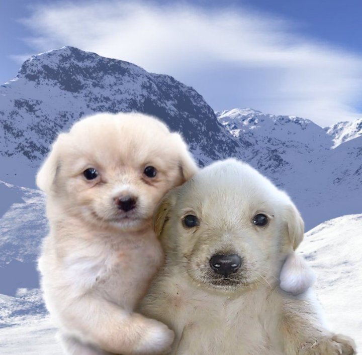 the Janz tweet media