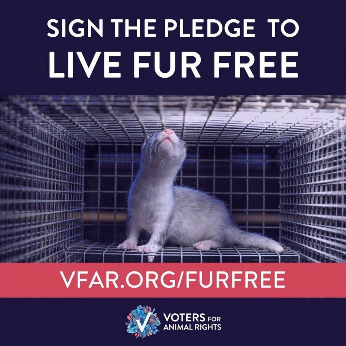 Today is #FurFreeFriday, and activists around the globe are protesting the use of cruel fur sales.

Take action today and pledge to live #FurFree: vfar.org/furfree