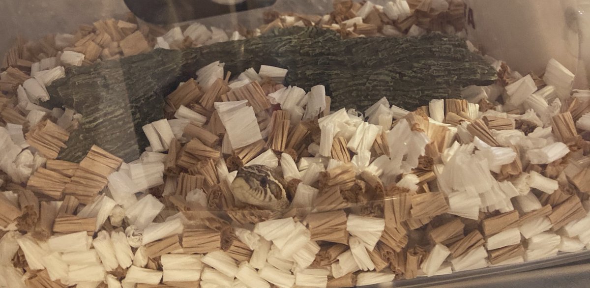 やあ🐍