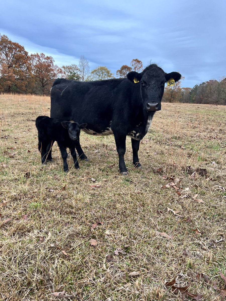 Our first calf of the season! With <a href="/RitalowmanRita/">Rita Lowman</a> <a href="/GaryLowman10/">Gary Lowman</a> @katelynpeavy