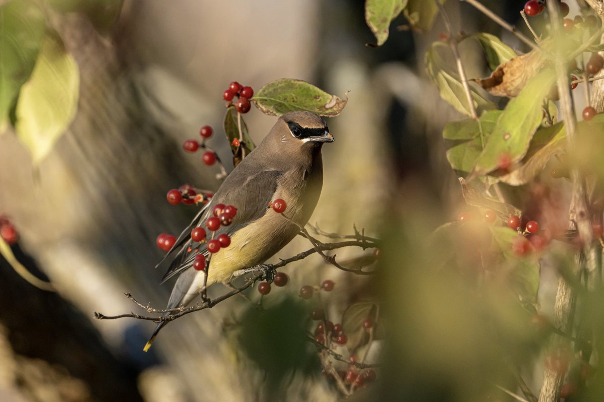 putmanbackstage's tweet photo. Cedar waxwing with red berries for breakfast #bird #birdphotography #nature https://t.co/gOKOwfTiWs